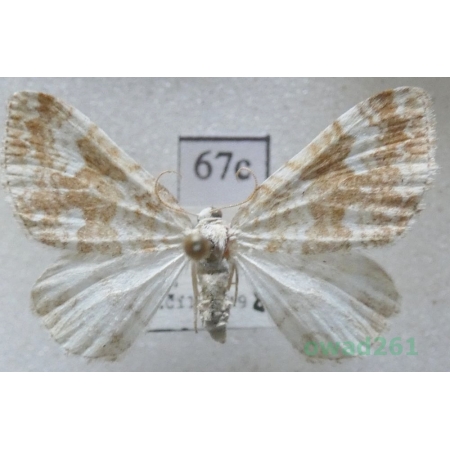 Perizoma flavofasciata (Thunberg, 1792) Czech67c